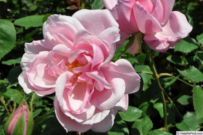 'Eva de Grossouvre' rose photo