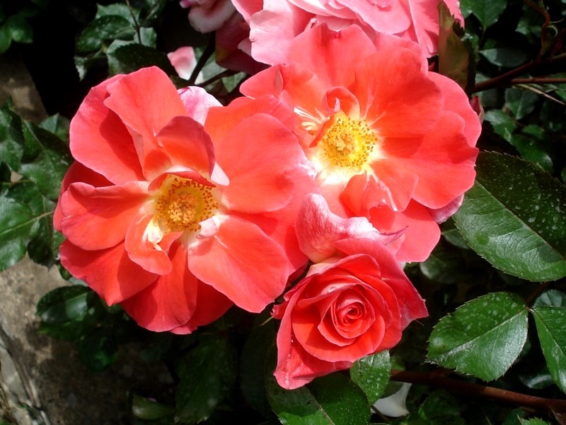 'Allée Abricot ®' rose photo