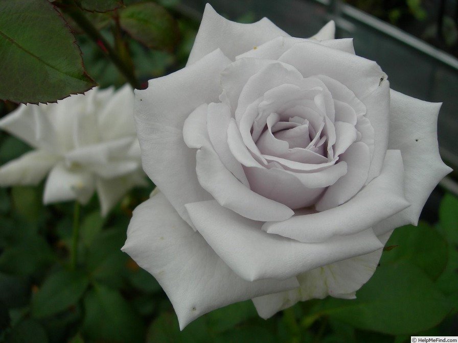'Madam Takagi' rose photo