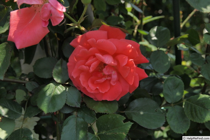 'Honoho-no-nami' rose photo