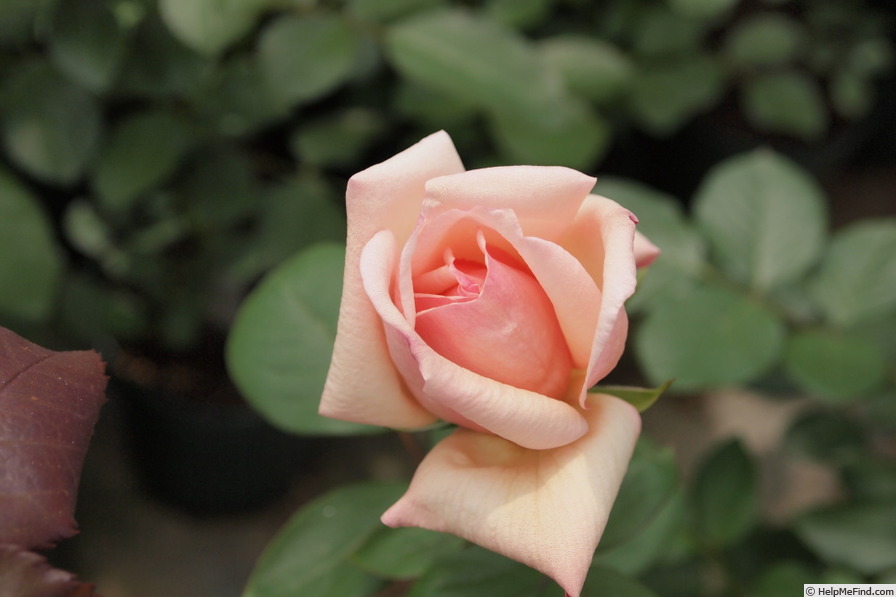 'Betty Cl.' rose photo