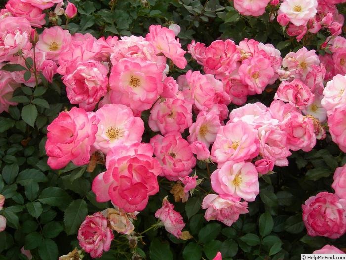 'Sakuragasumi, Cl.' rose photo