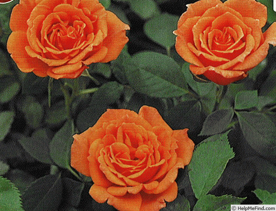 'Etoile Orange' rose photo