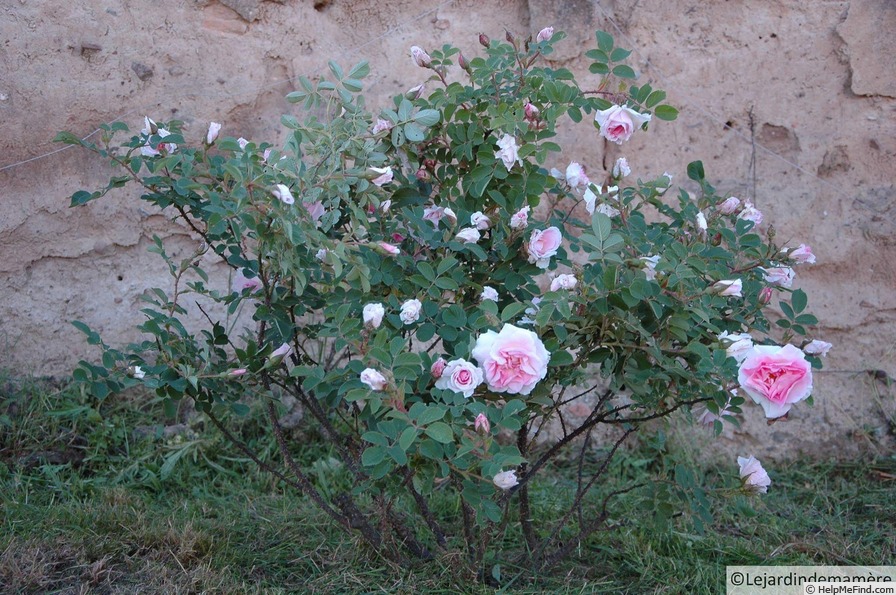 'Lola du Tinduff' rose photo