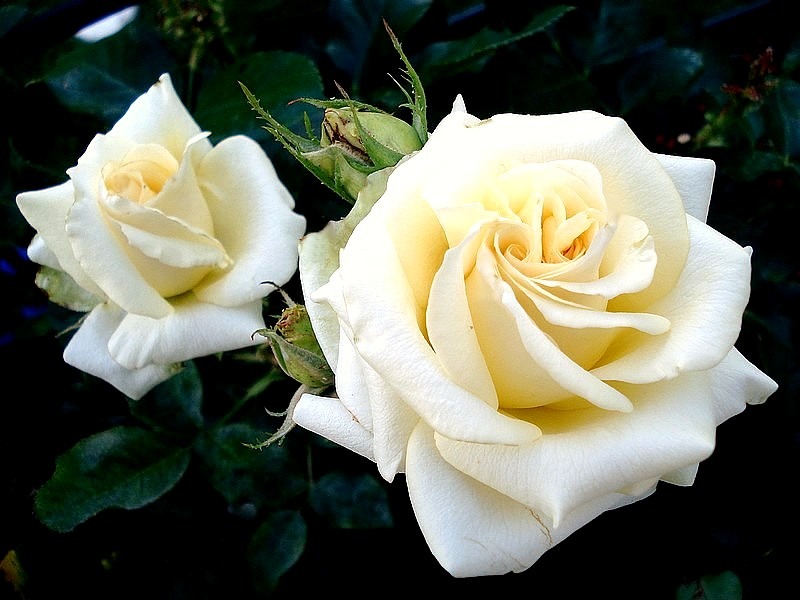 'Lemon Beauty ® (Hybrid Tea. Fryer. 2008)' rose photo