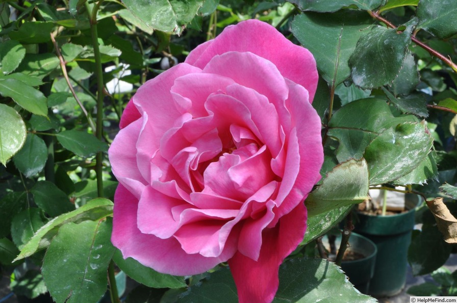 'Bernard Buffet' rose photo