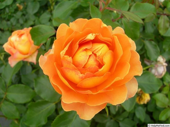 'Honey Caramel' rose, click to enlarge 'Honey Caramel' rose photo