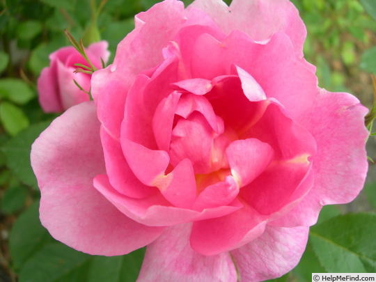 'Cordelia (English Rose, Austin, 2000)' rose photo