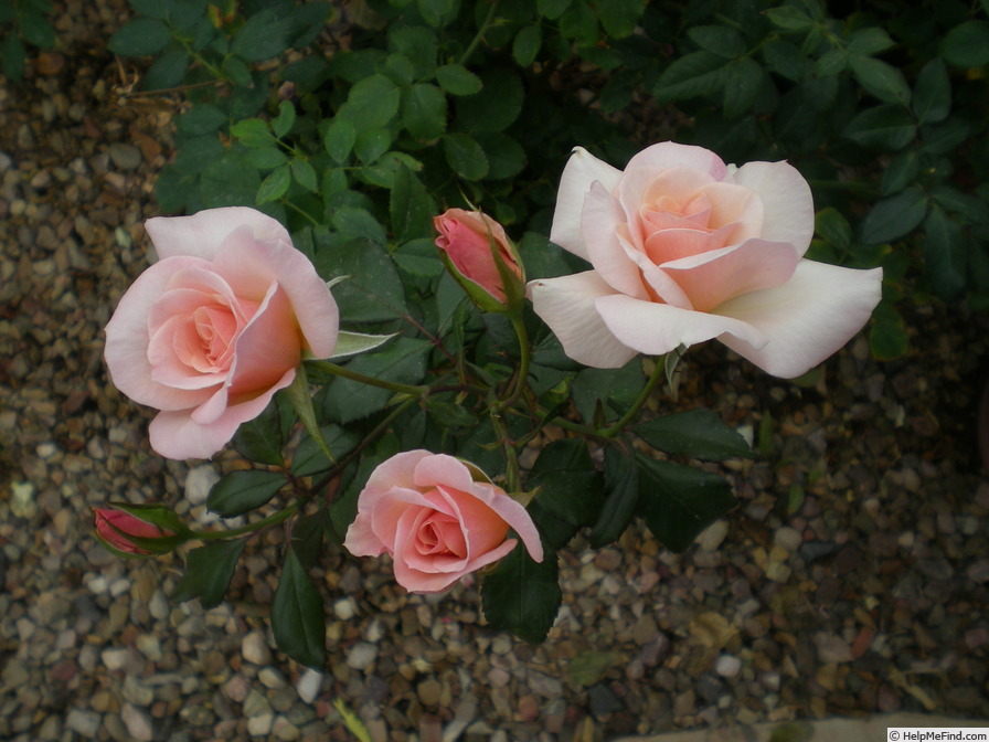 'Lady M.' rose photo