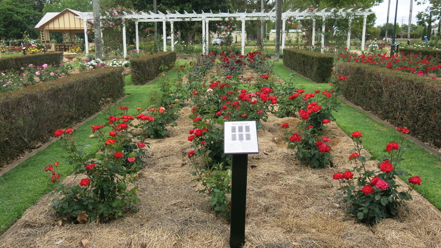 'Newtown Park and Queensland State Rose Garden'  photo