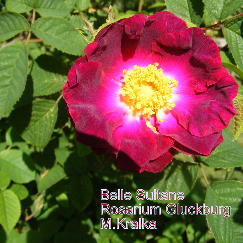 'Belle Sultane' rose photo