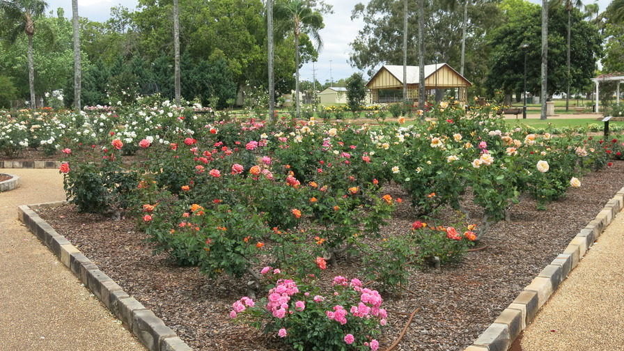 'Newtown Park and Queensland State Rose Garden'  photo