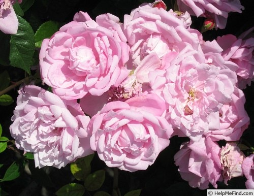 'Gräfin Chotek' rose photo