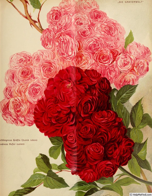 'Andreas Hofer' rose photo