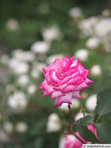 'Rose 21' rose photo