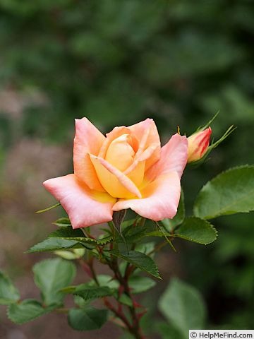 'COCwarble' rose photo