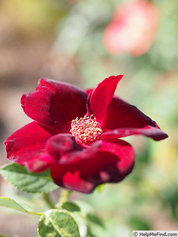 'Cupidon (floribunda, Gaujard, 1966)' rose photo