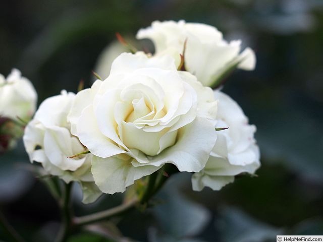 'Ryokkō' rose photo