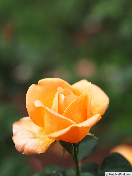 'Rakuen' rose photo
