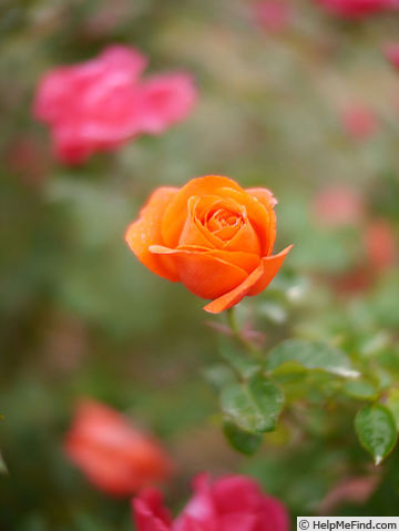 'Chateauroux' rose photo