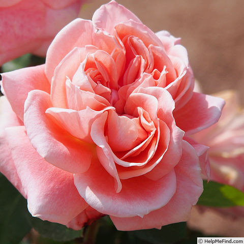 'Manicure' rose photo