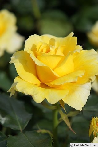 'Mirabella ™' rose photo