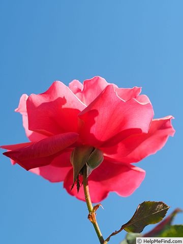 'Vivacious (floribunda, Gregory, 1971)' rose photo