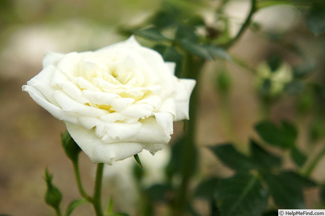 'Bianco' rose photo