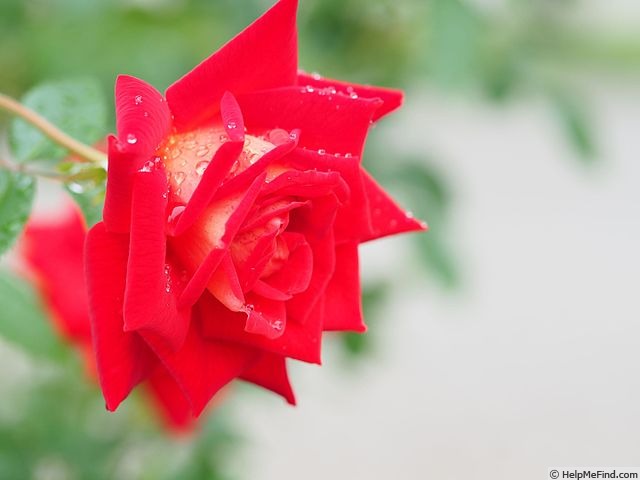 'Belinda (floribunda, Tantau, 1971)' rose photo