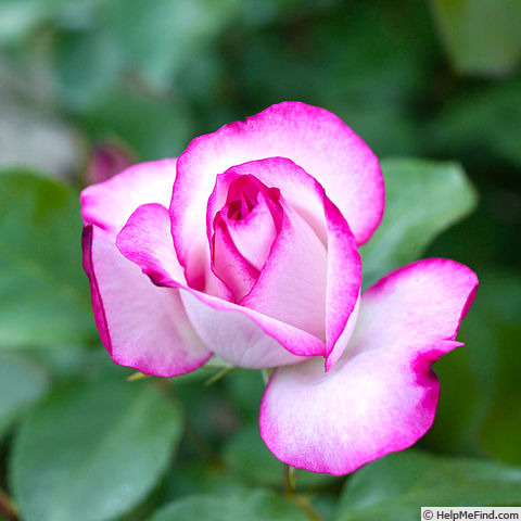 'Tabriz' rose photo