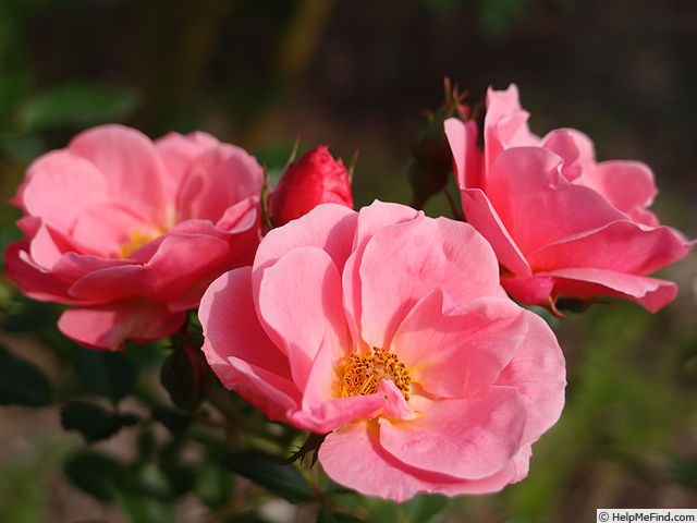 'Monticello Cover ®' rose photo
