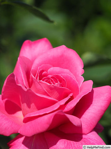 'Margaret (hybrid tea, Dickson, 1954)' rose photo