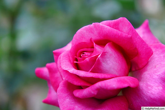 'Hoshikage' rose photo