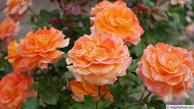 'Flora (hybrid tea, Croix, 1984)' rose photo