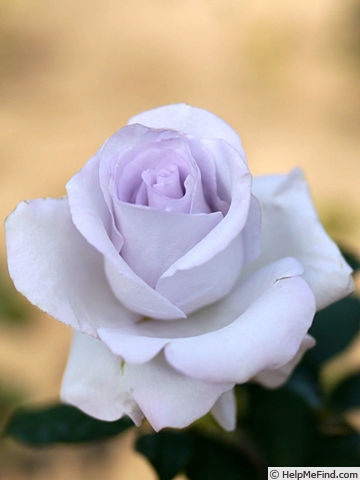 'Kiyosumi' rose photo