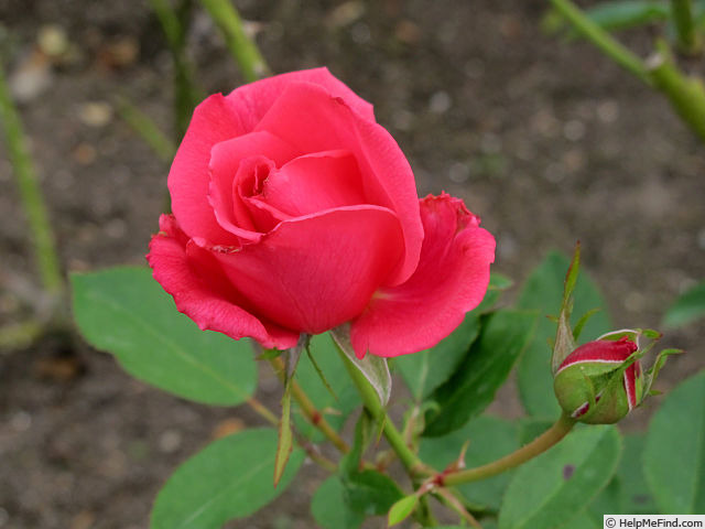 'Claridge ®' rose photo