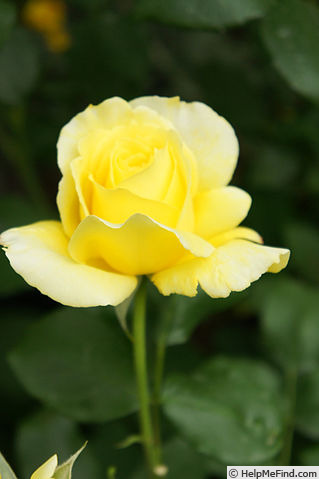 'Tropical Sherbet' rose, click to enlarge 'Tropical Sherbet' rose photo