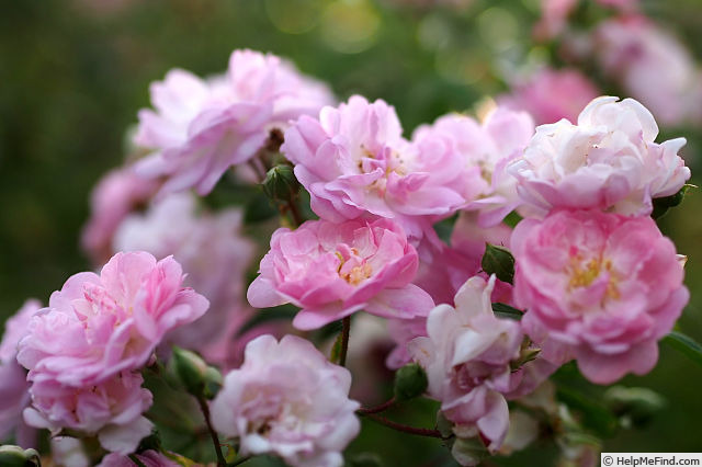 'Fairyland ®' rose photo