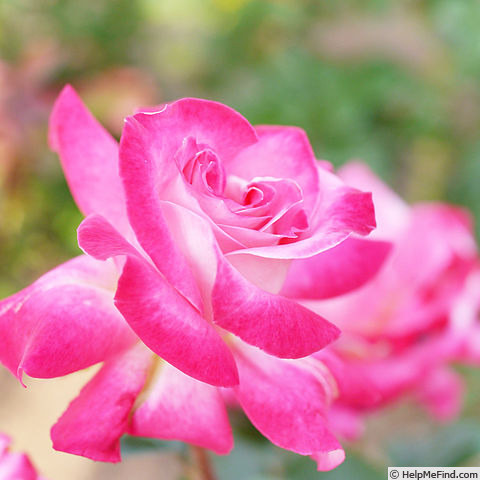 'Akogare' rose photo