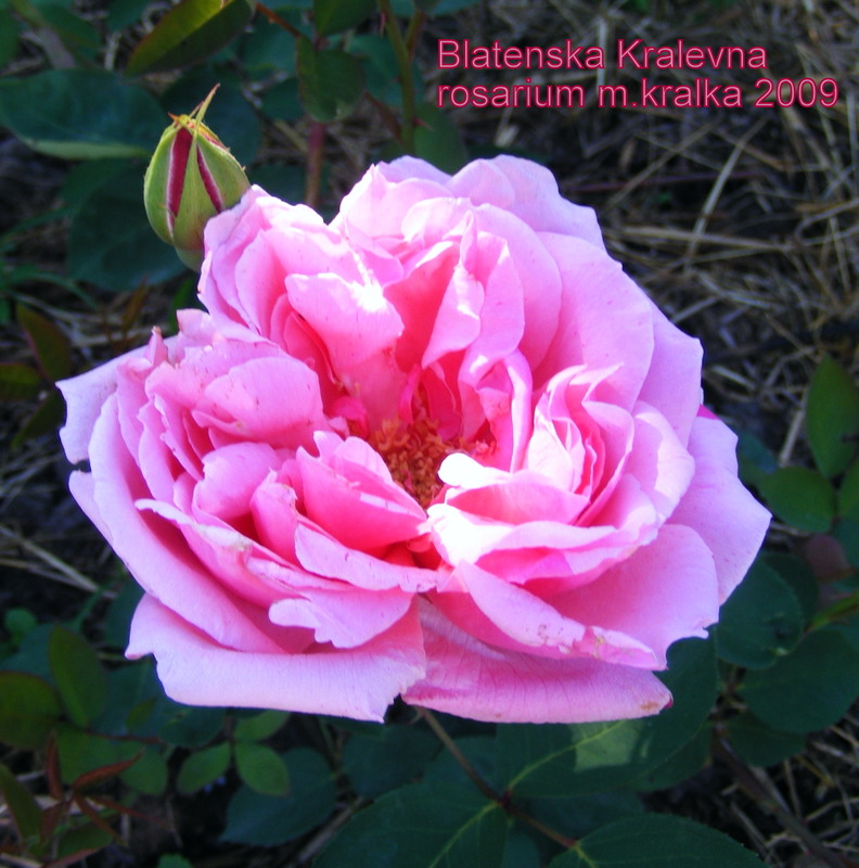 'Blatenskà Kràlovna' rose photo