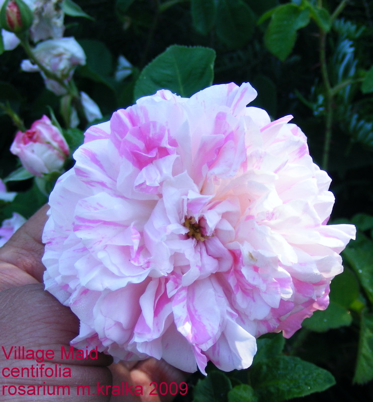 'Village Maid' rose photo