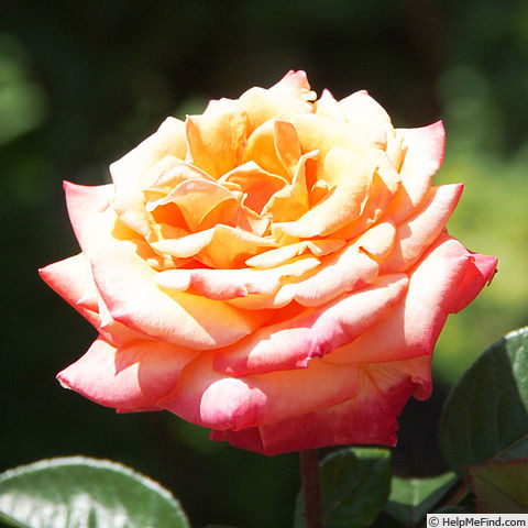 'Anniversary Fukuyama' rose photo