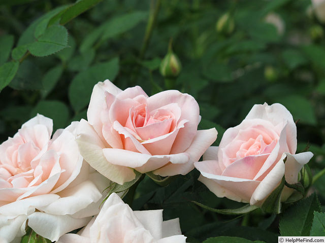 'Sayokyoku' rose photo