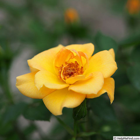'Ray of Sunshine' rose photo