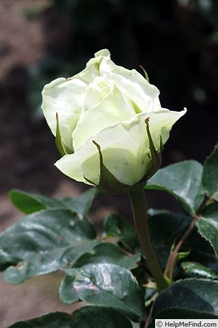 'Masayuki' rose, click to enlarge 'Masayuki' rose photo