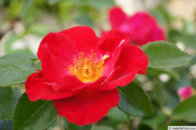 'Jill Dando' rose photo