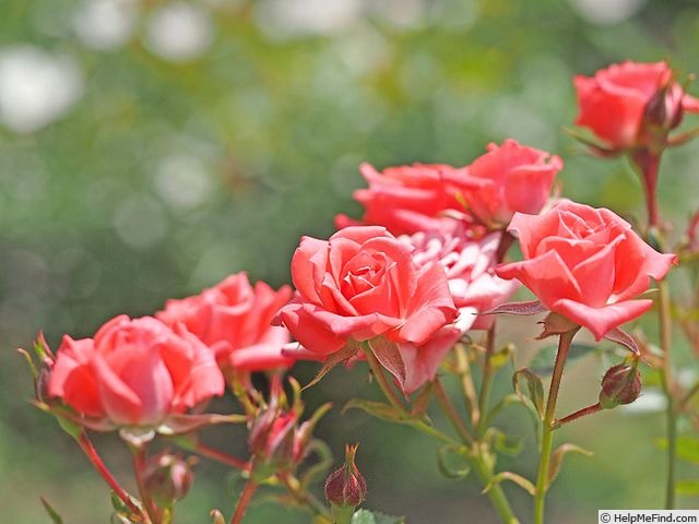 'Coral Leaf' rose photo