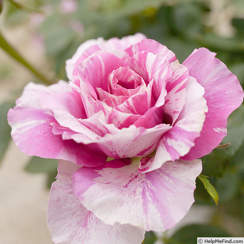 'Kusudama' rose photo