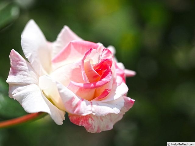 'Bloomin' Pretty' rose photo