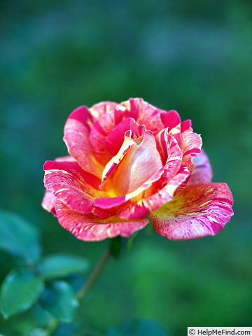 'Kagaribi' rose photo